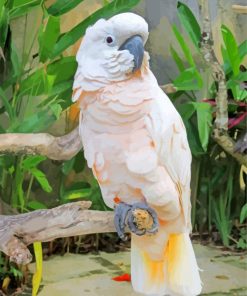 Cockatoo paint by number