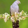 common cuckoo bird paint by numbers