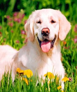 happy Labrador Retriever paint by numbers