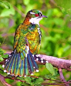 male cuckoo bird paint by number