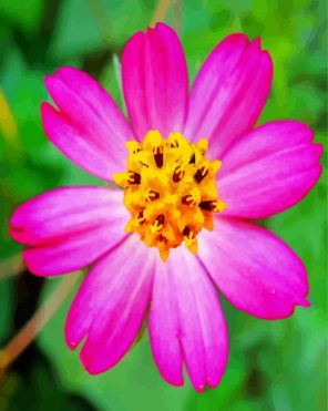 Pink Cosmos Caudatus paint by number