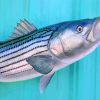 striped bass paint by numbers