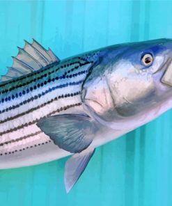 striped bass paint by numbers