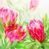 Blooming Pink Protea paint by numbers