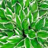 Hosta Leaves Plant paint by numbers