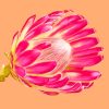 Pink Protea Plant paint by numbers