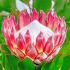 Protea Plant paint by numbers