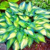 Aesthetic Hosta Plant paint by numbers
