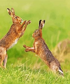 Brown Hares Fighting paint by nummbers