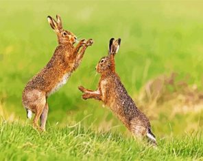 Brown Hares Fighting paint by nummbers