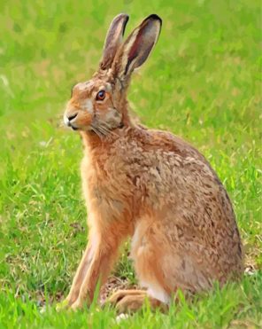 Cute Hare paint by numbers