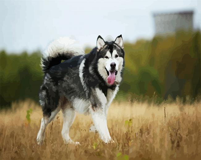 husky in field paint by numbers