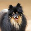 black Pomeranian dog Paint By Numbers