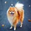 Blonde Pomeranian Dog Paint By Numbers