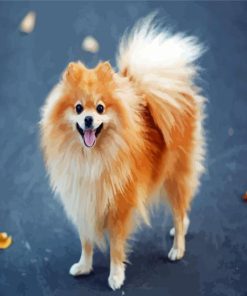 Blonde Pomeranian Dog Paint By Numbers