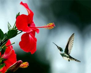 Hummingbird And Red Flower - Paint By Numbers