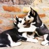 Husky puppies - Paint By Numbers