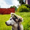 Husky With Flowers paint by numbers
