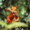 squirrel Paint By Numbers