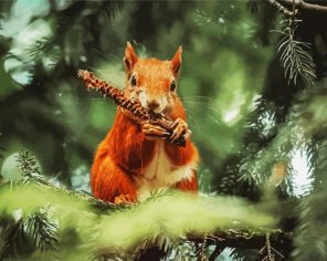 squirrel Paint By Numbers