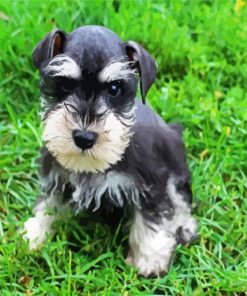 Schnauzer Paint By Numbers