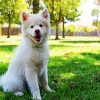 white Husky Paint By Numbers