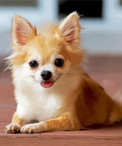 Cute Chihuahua Paint By Numbers