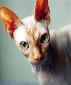 Green eyed sphynx cat paint by numbers