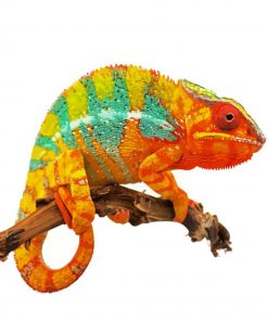 Colored Chameleon Paint By Numbers