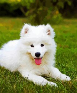Samoyed puppy Paint By Numbers