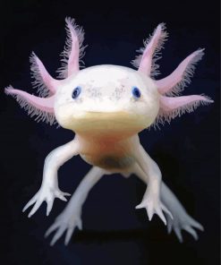 Little Axolotl Paint By Numbers