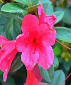 Pink Azaleas Roses Paint By Numbers