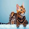 Bengal Kitty Paint By Numbers