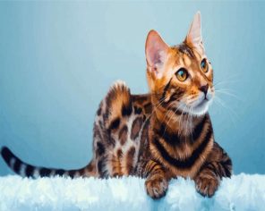 Bengal Kitty Paint By Numbers