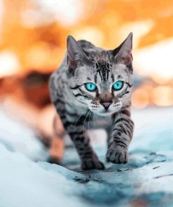 Blue Eyes Kitty Paint By Numbers