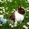 Bunny In Field Paint By Numbers