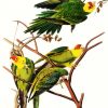 Aesthetic Parrot Paint By Numbers