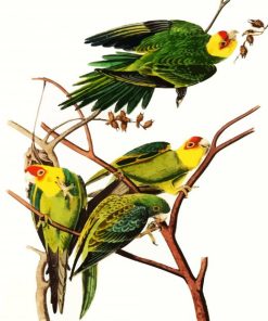 Aesthetic Parrot Paint By Numbers