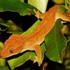 Crested Gecko Paint By Numbers