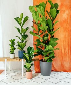 Fiddle Leaf Fig Paint By Numbers