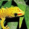 Gecko Reptile Paint By Numbers
