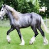 Grey Horse Paint By Numbers
