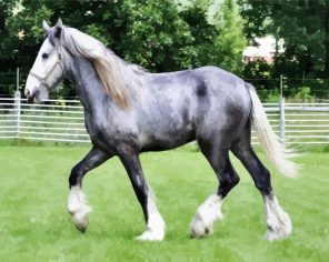 Grey Horse Paint By Numbers