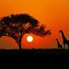 Kenya Silhouette Paint By Numbers