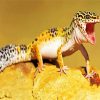 Leopard gecko Paint By Numbers