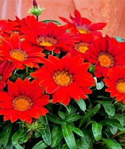 Aesthetic Gazania Paint By Numbers