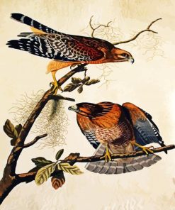Shouldered Hawks Paint By Numbers