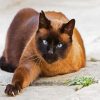 Brown Siamese -Paint By Numbers
