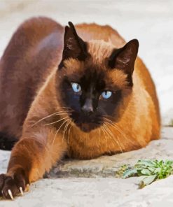 Brown Siamese -Paint By Numbers