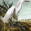White Egret Paint By Numbers